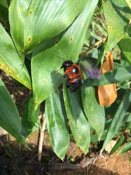 Image of Xylocopa similis Smith 1874