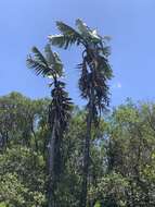 Image of Mountain strelitzia