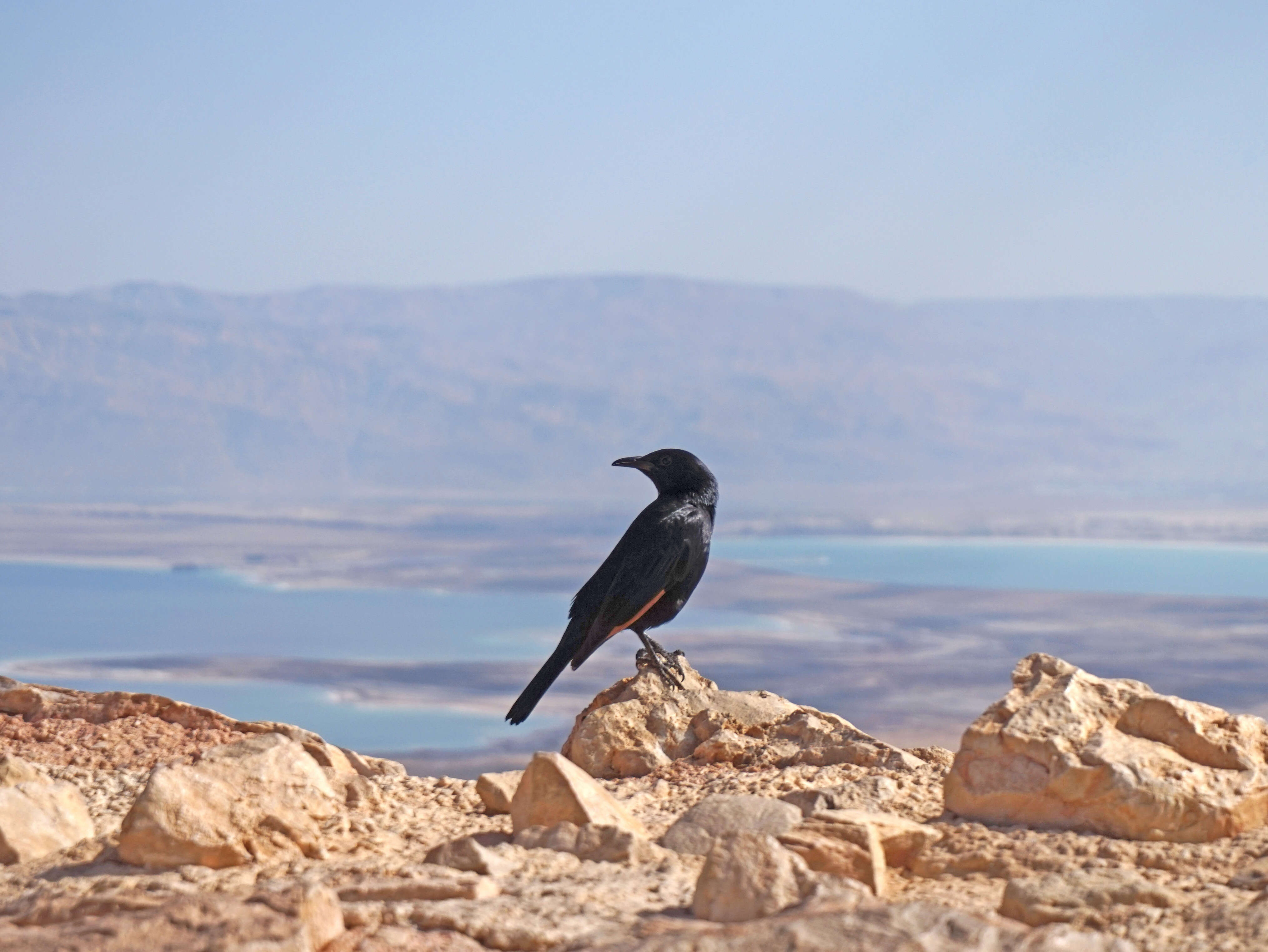 Image of Arabian Chestnut-winged Starling