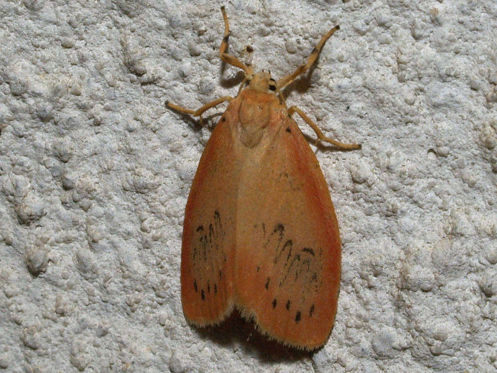 Image of rosy footman