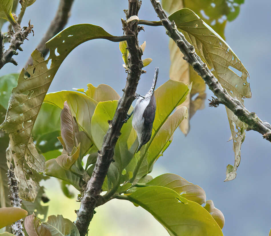 Image of Wrens