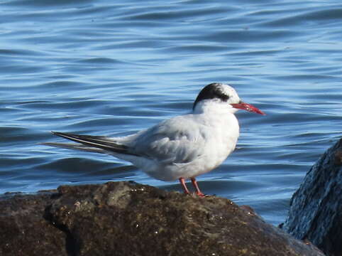 Image of Antarctic Tern