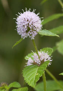 Image of Water Mint