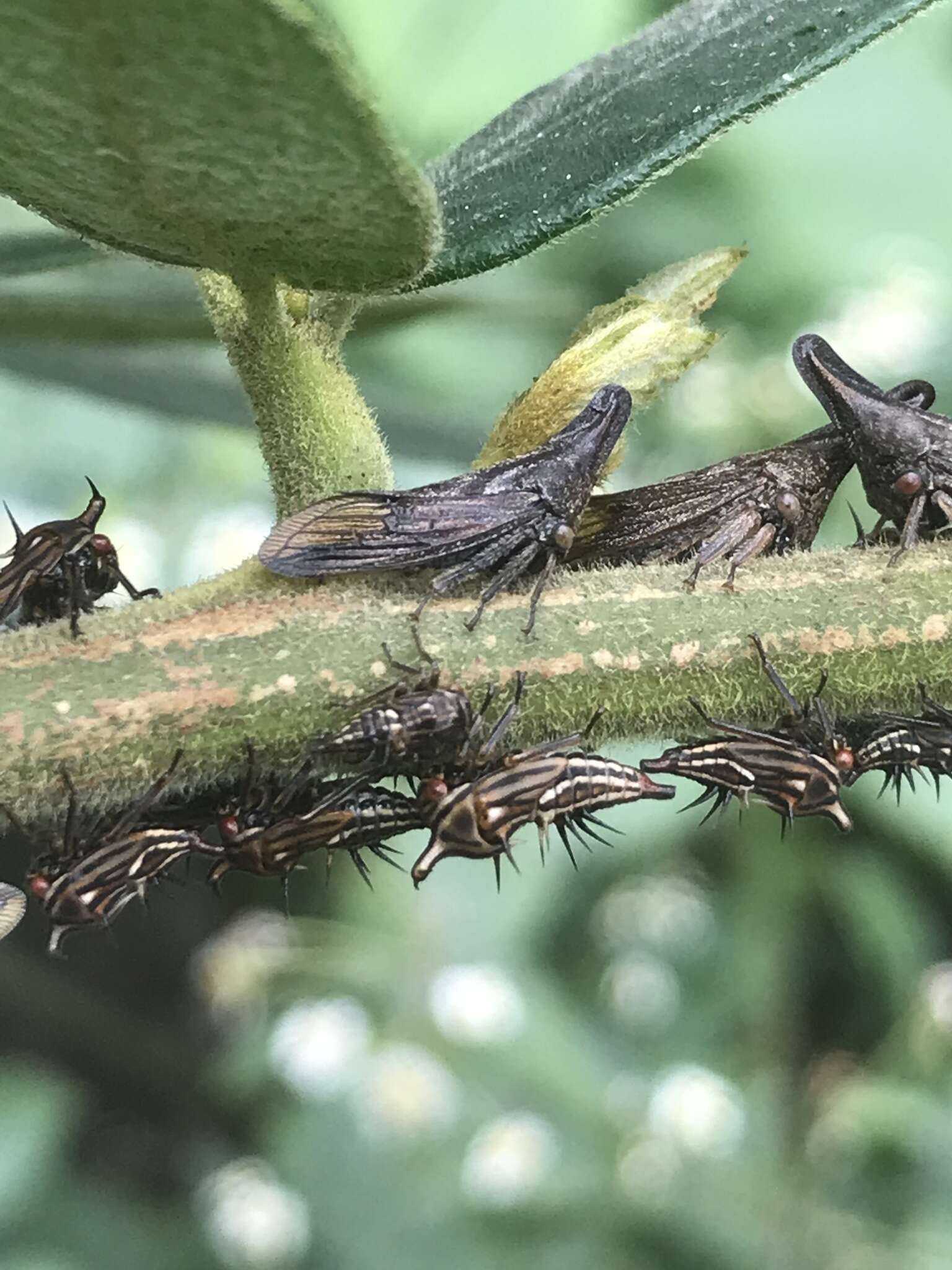 Aconophora laminata Fairmaire resmi