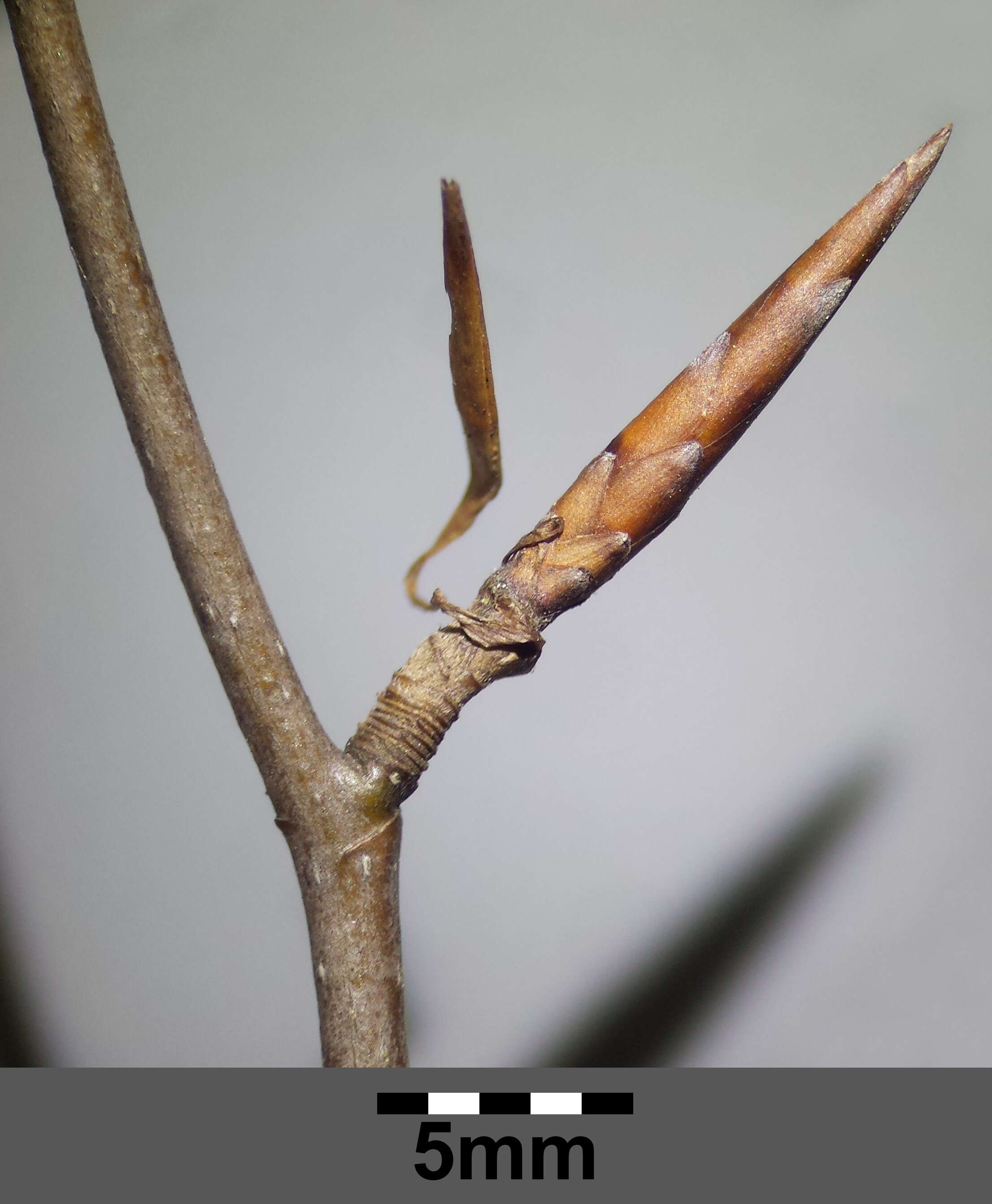 Image of European beech