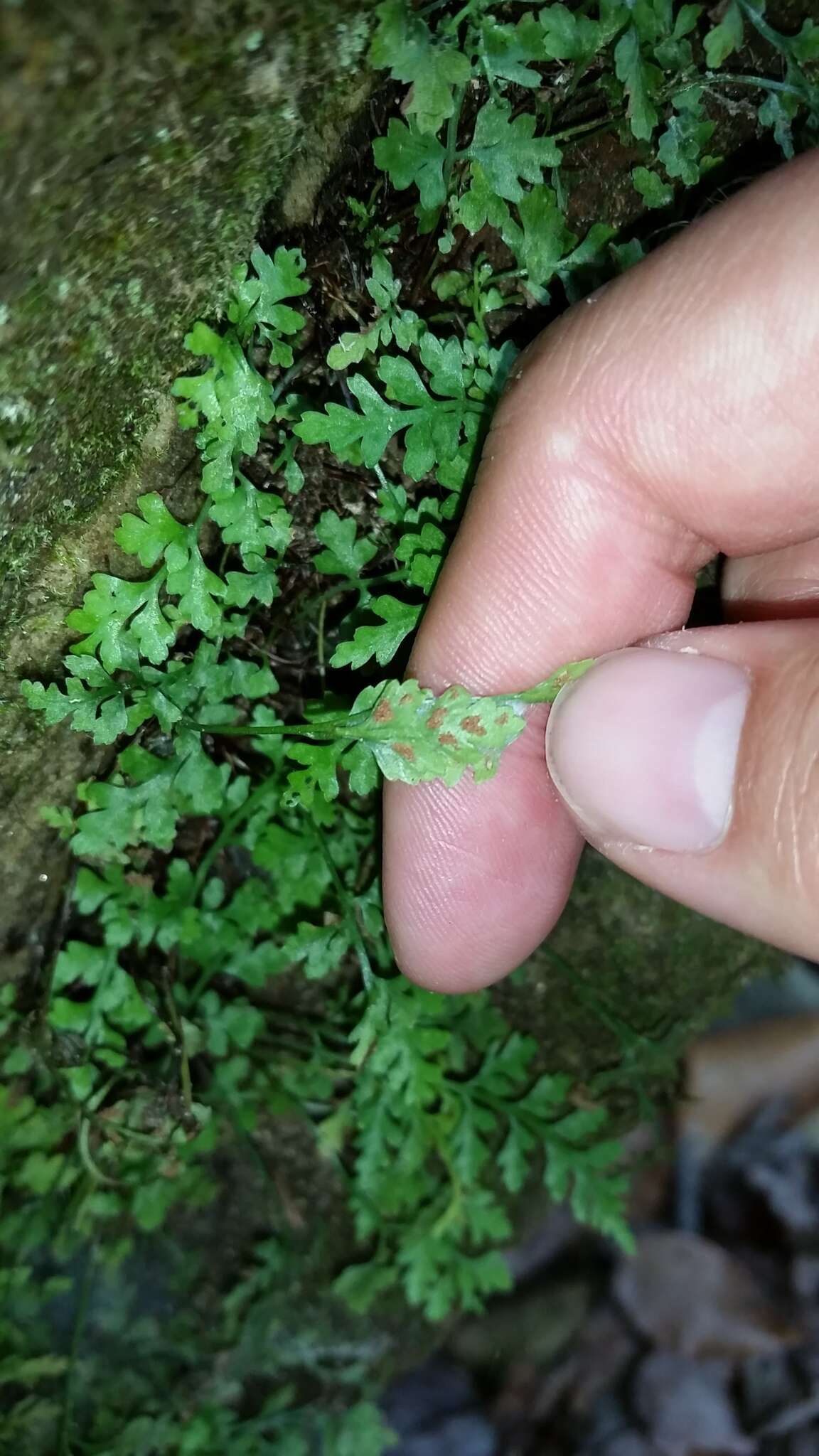 Imagem de Asplenium montanum Willd.