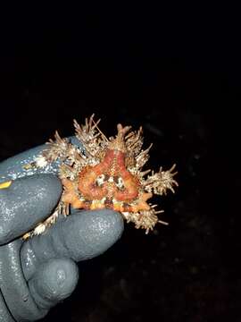 Image of Phyllolithodes J. F. Brandt 1848