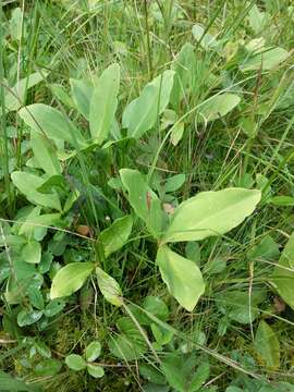 Image of bogbean