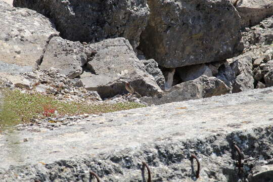 Image of Eastern Subalpine Warbler