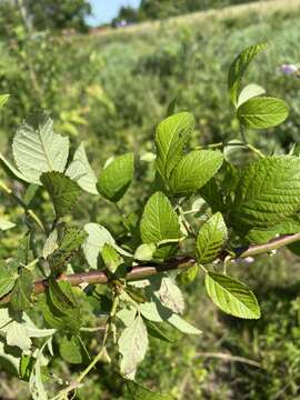 Image of climbing rose