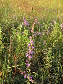 Слика од Liatris bracteata Gaiser