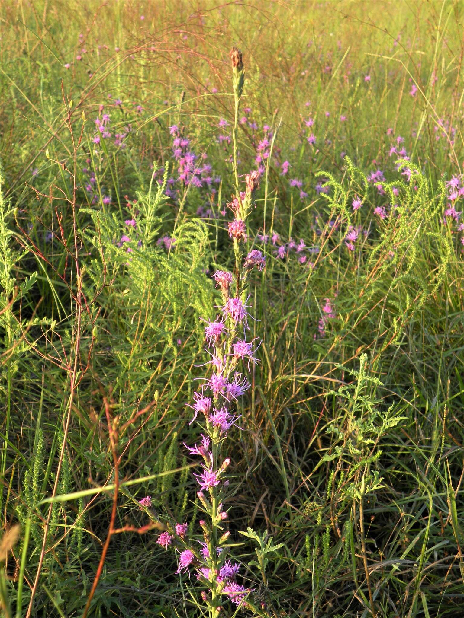 Слика од Liatris bracteata Gaiser