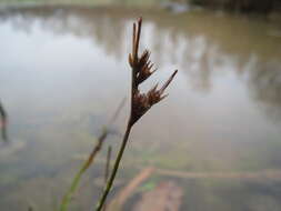 Image of Slender rush