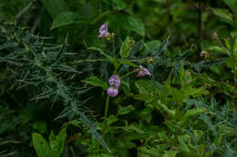 Image of Impatiens amplexicaulis Edgew.