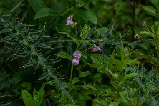 Image of Impatiens amplexicaulis Edgew.