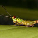 Слика од Tela chlorosoma Hebard 1932