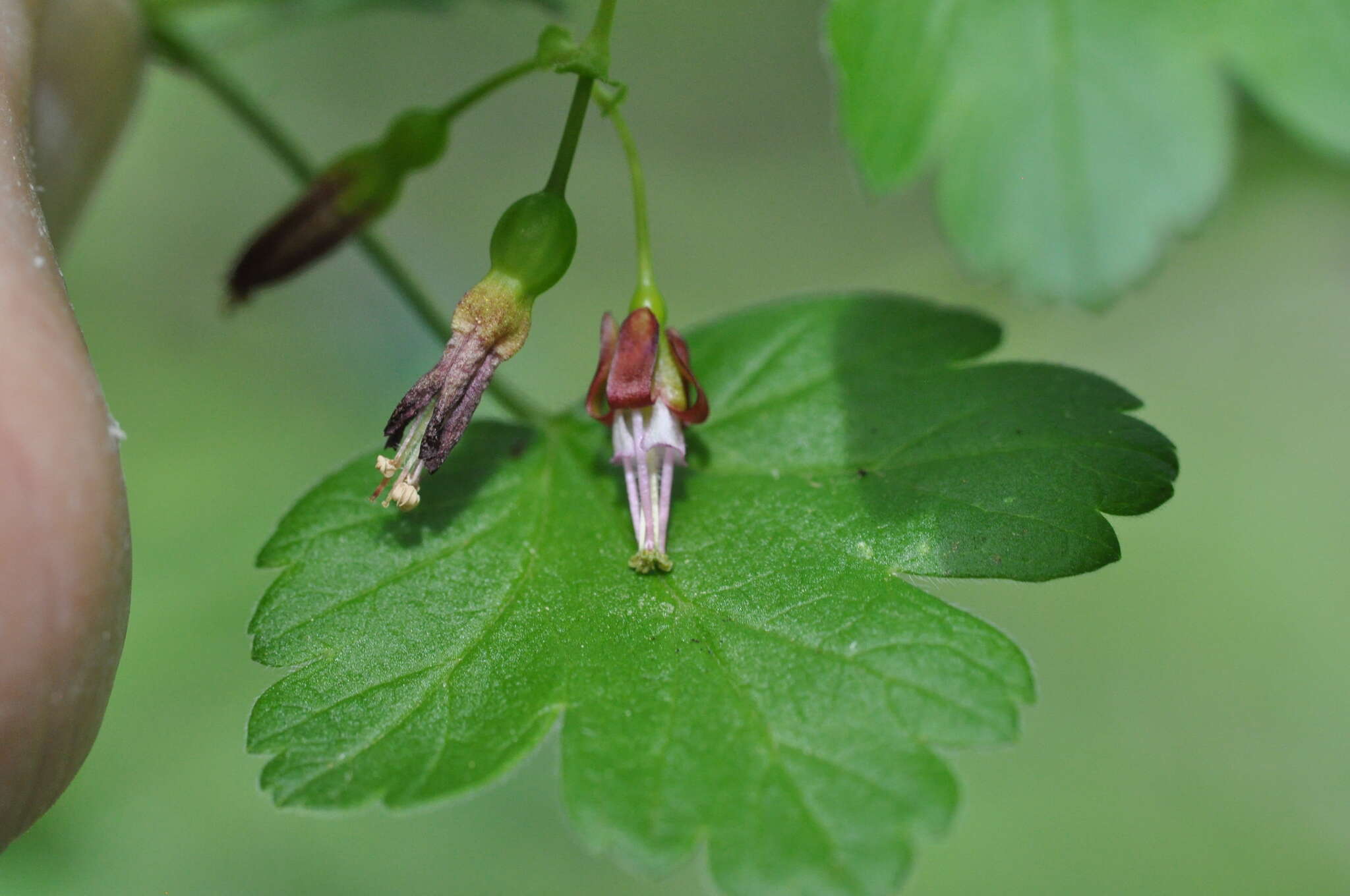 Image of <i>Ribes <i>divaricatum</i></i> var. divaricatum