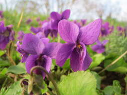 Image of sweet violet