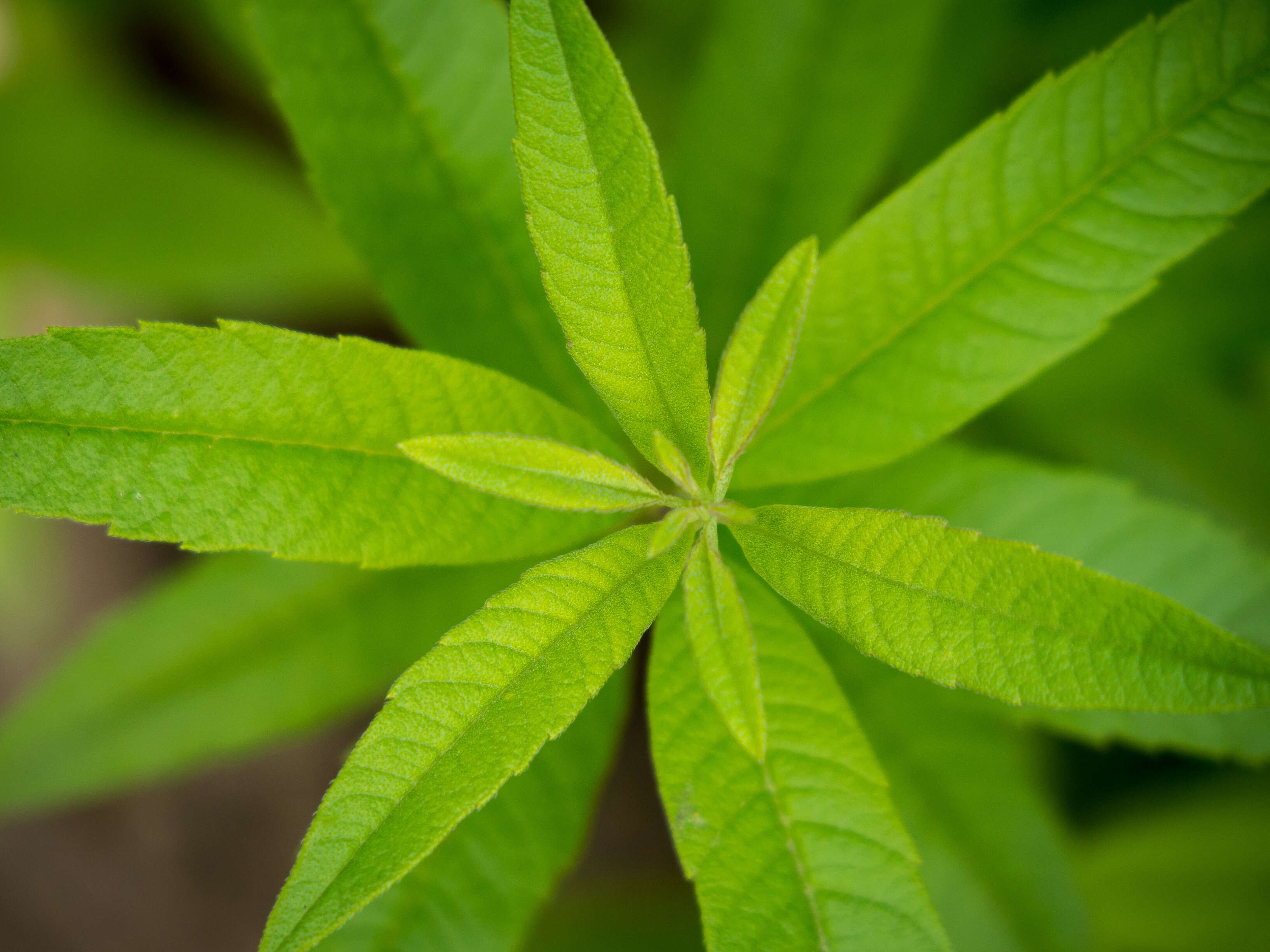 Image of lemon beebrush