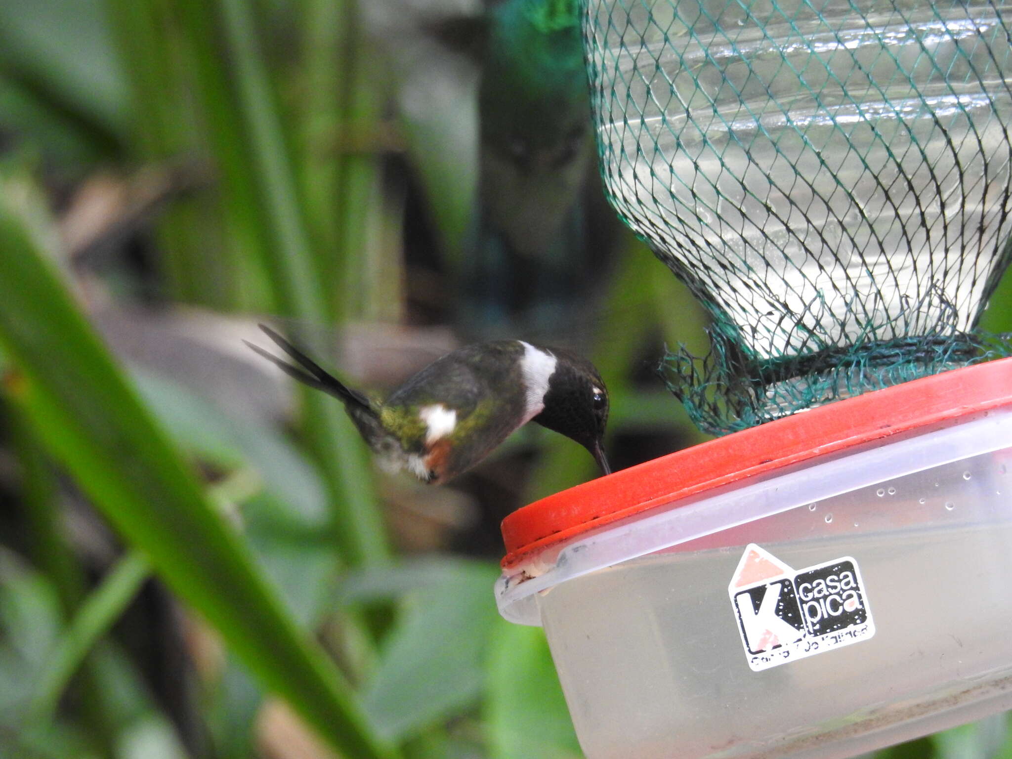 Image of Purple-throated Woodstar