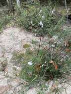 Image of Narrow-leaved Mint-bush