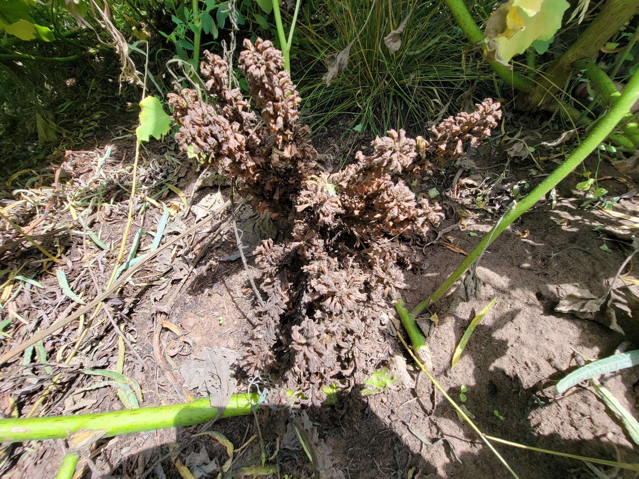 Image of River Broom-Rape