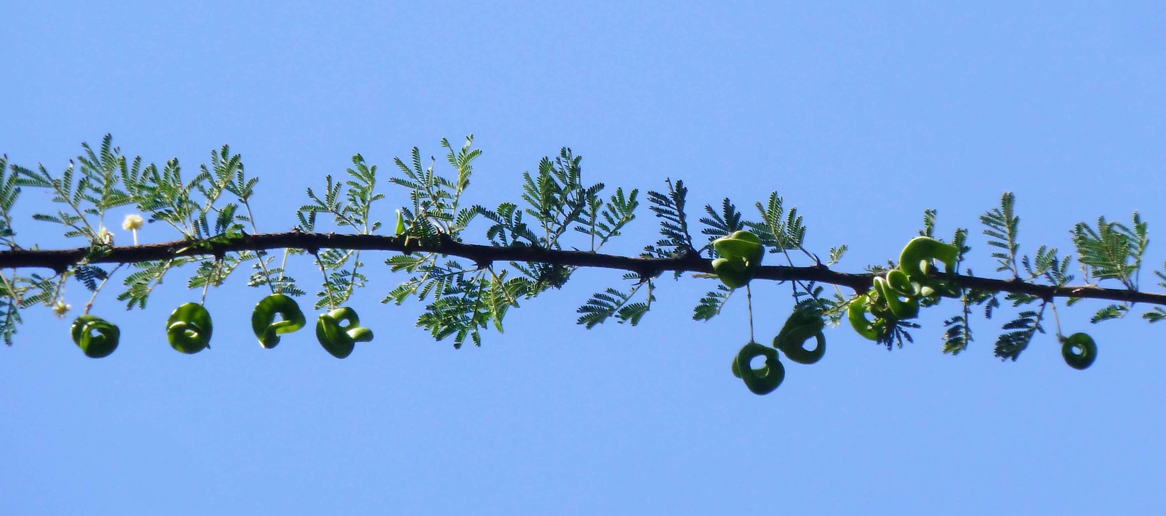 Imagem de Vachellia tortilis (Forssk.) Galasso & Banfi