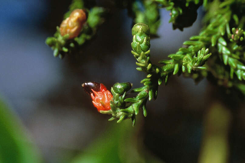 Image of Dacrydium