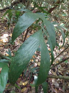 Basselinia eriostachys (Brongn.) Becc.的圖片