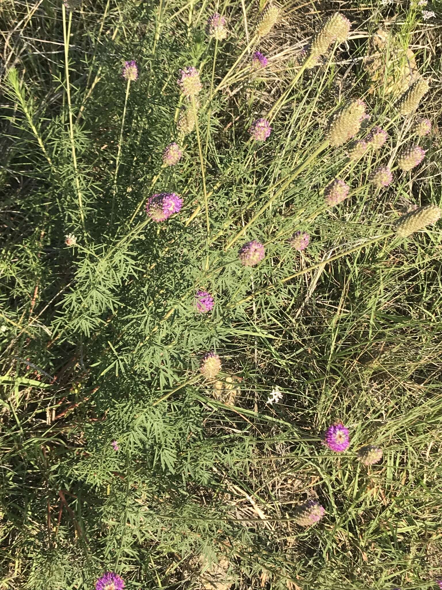 Image of compact prairie clover