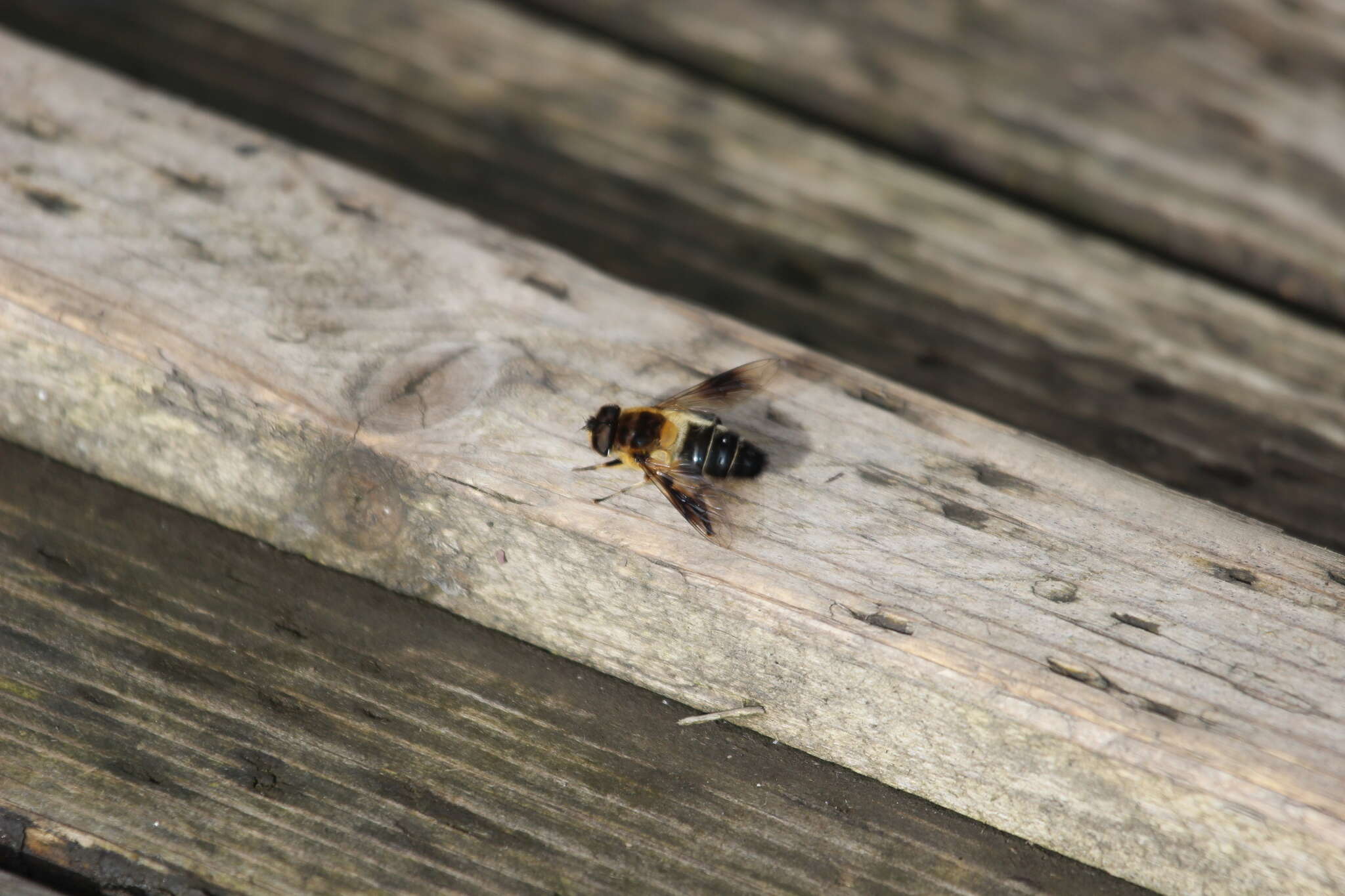 Image of Eristalis himalayensis Brunetti 1908