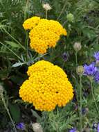 Imagem de Achillea filipendulina Lam.