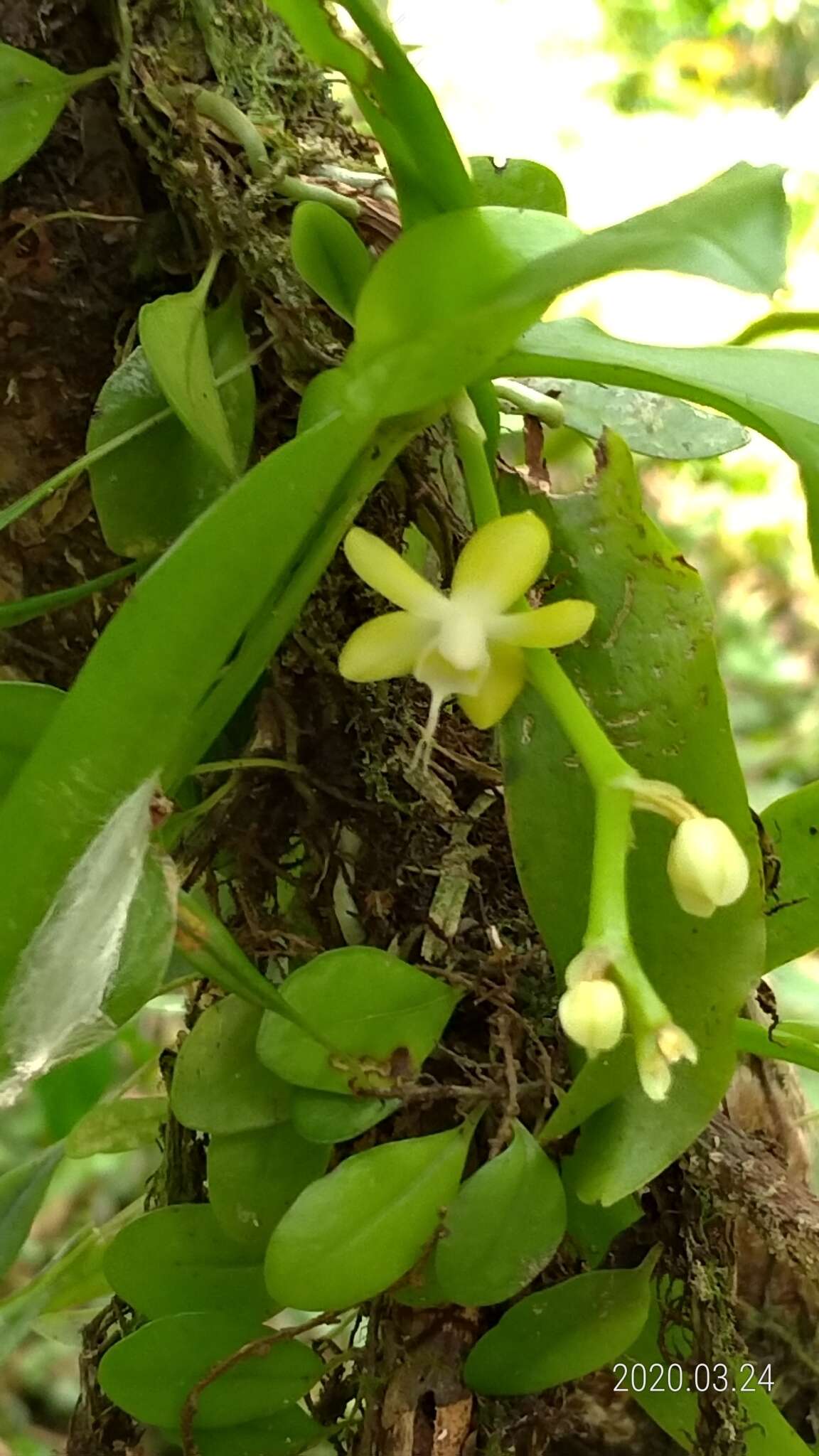 Image of Champion's Orchid