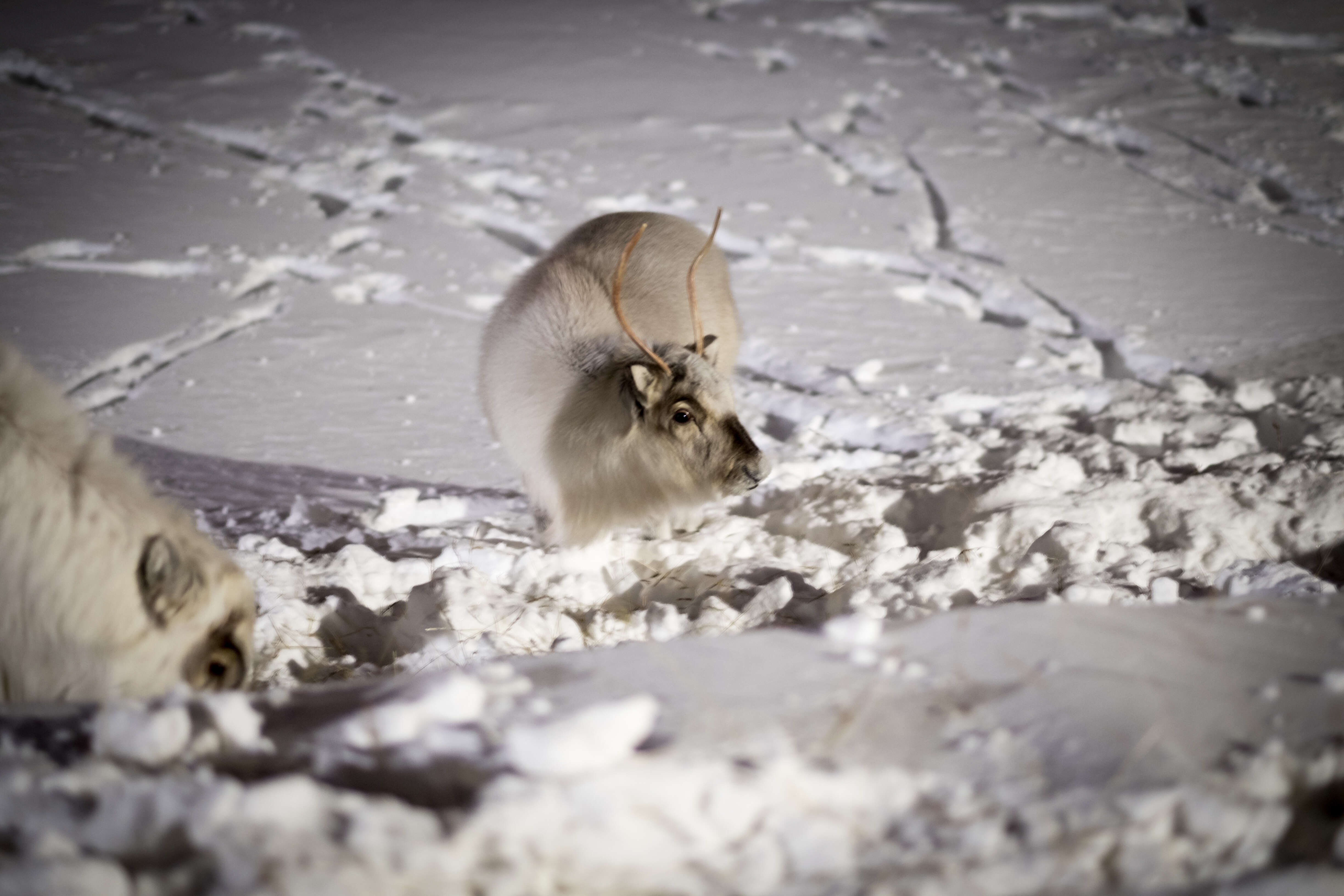 Image of Svalbard reindeer