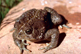 Image of Woodhouse's Toad