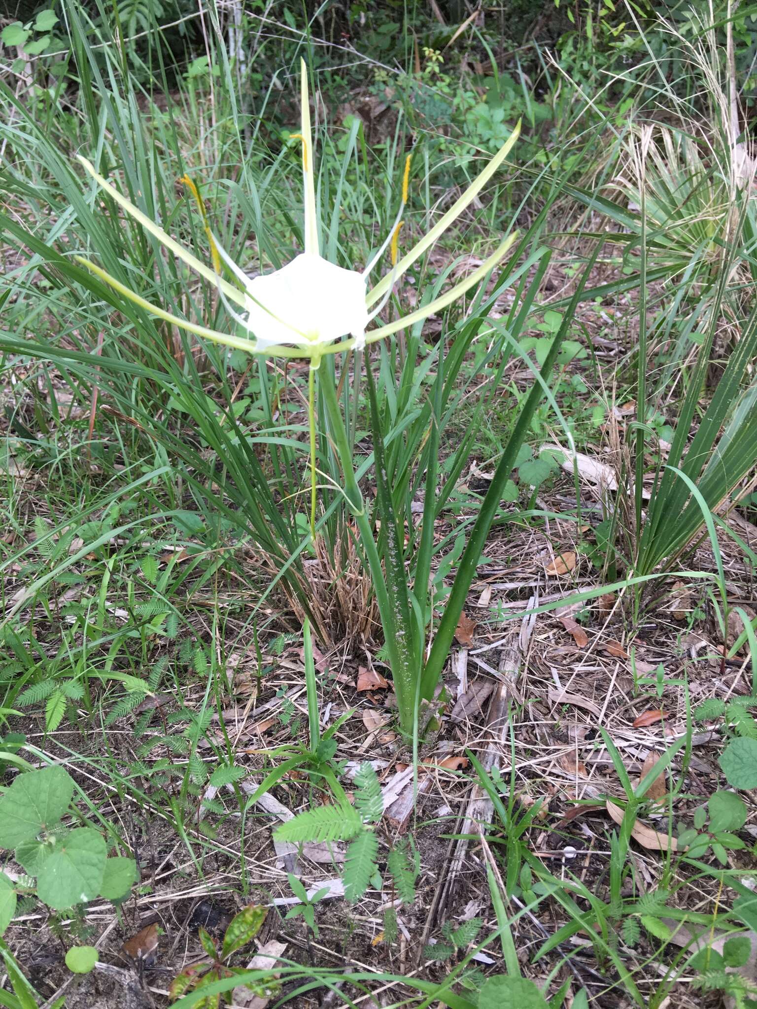 Image of alligatorlily