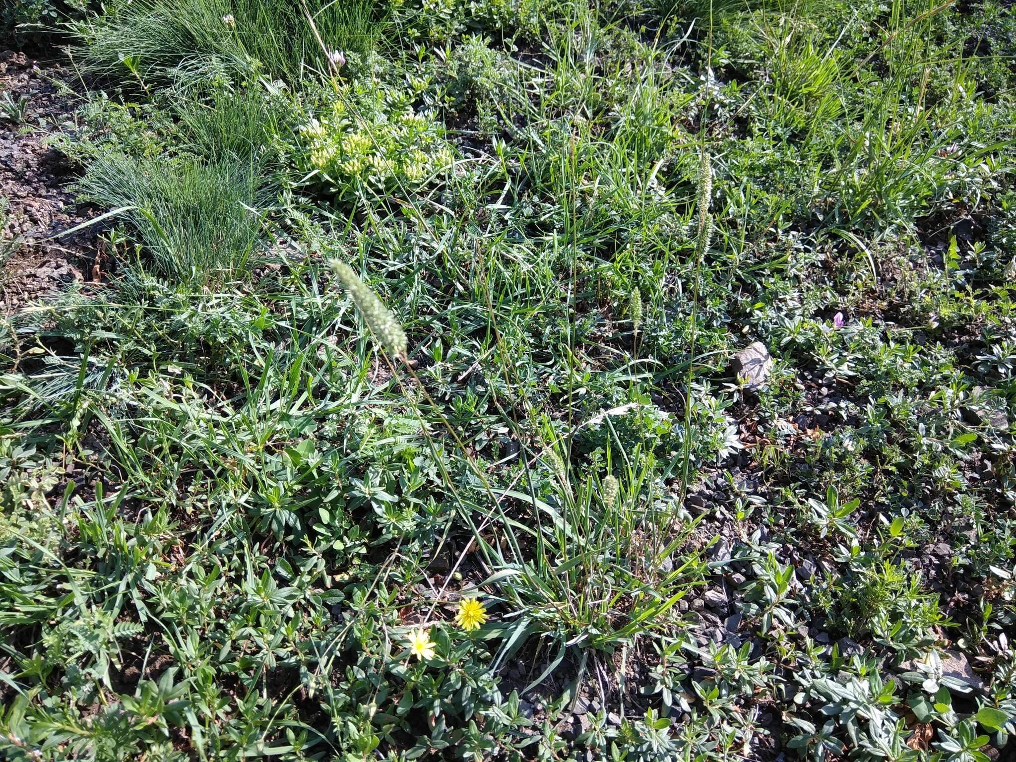 Phleum paniculatum Huds.的圖片