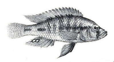 صورة Thoracochromis