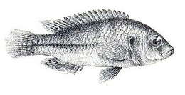 Image of Haplo Fish