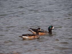 Image of Chiloe Wigeon