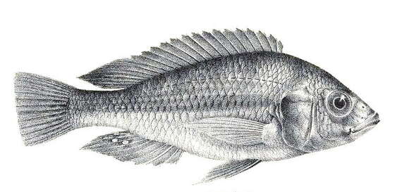 Image of Cichlid