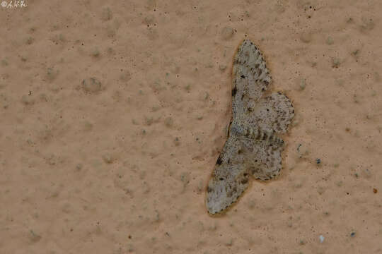 Image of Idaea camparia Herrich-Schäffer 1851