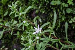 Image of Sedum jaliscanum S. Wats.