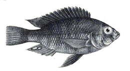 Image of Haplochromis nigricans (Boulenger 1906)
