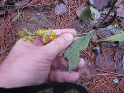 Imagem de Solidago hispida var. hispida