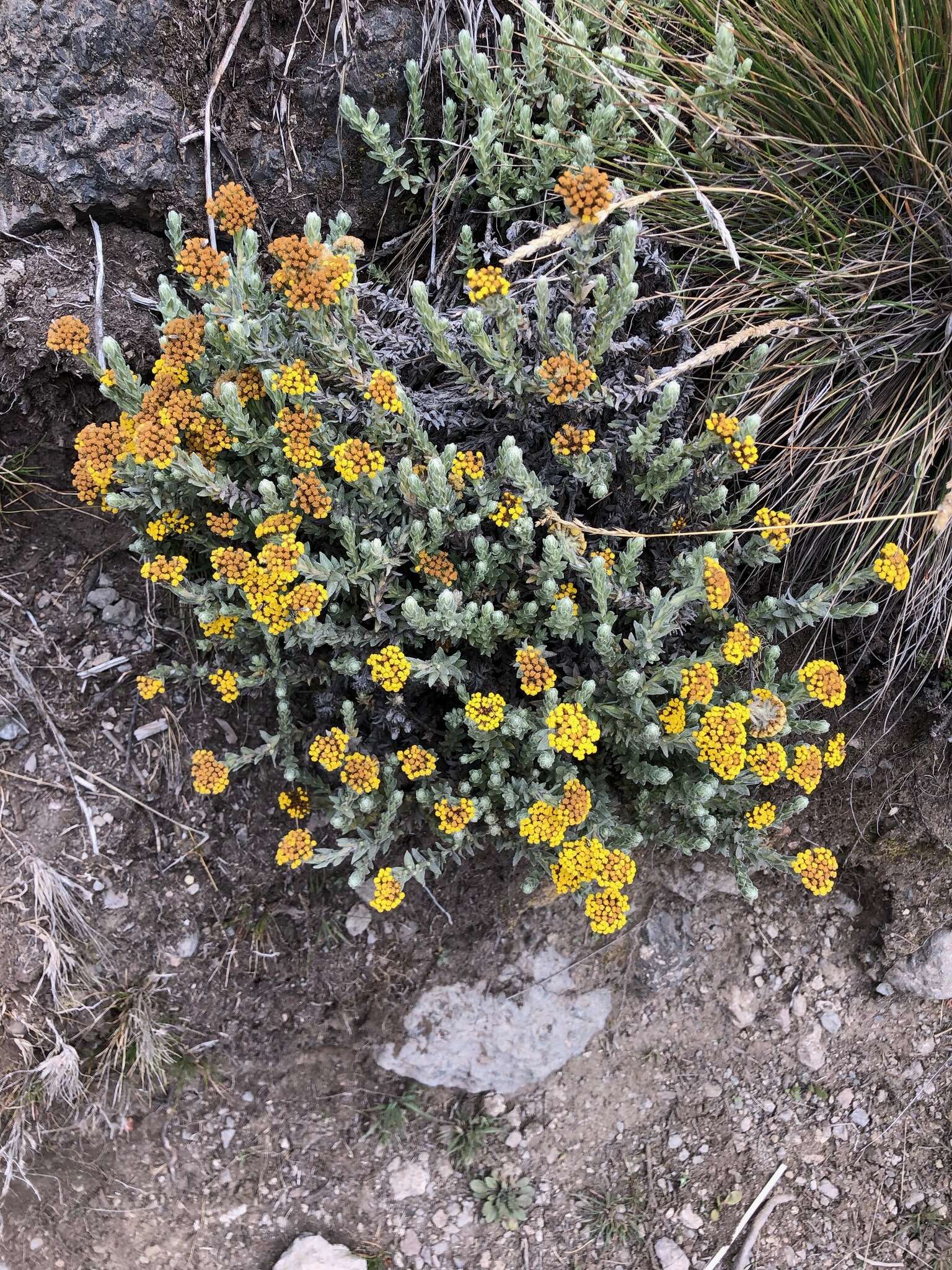 Image of Helichrysum forskahlii var. compactum (Vatke) Mesfin Tadesse