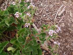 Слика од Pelargonium australe (Poir.) Jacq.