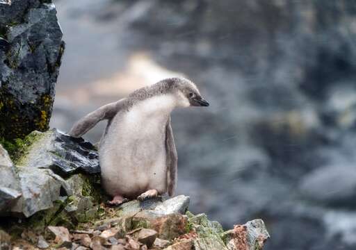 Plancia ëd Pygoscelis antarcticus (Forster & JR 1781)