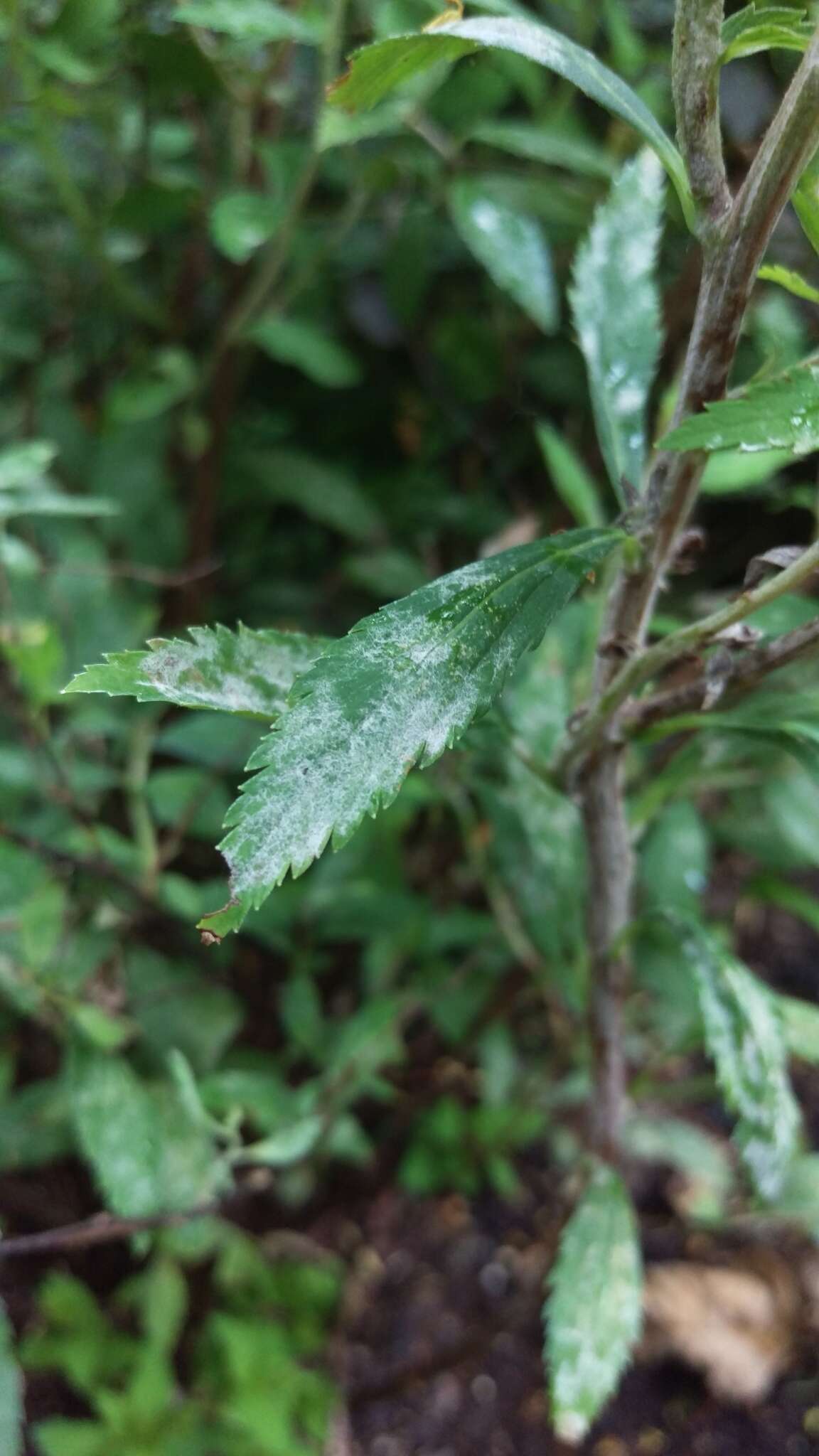 Podosphaera spiraeae (Sawada) U. Braun & S. Takam. 2000 resmi