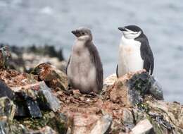 Plancia ëd Pygoscelis antarcticus (Forster & JR 1781)